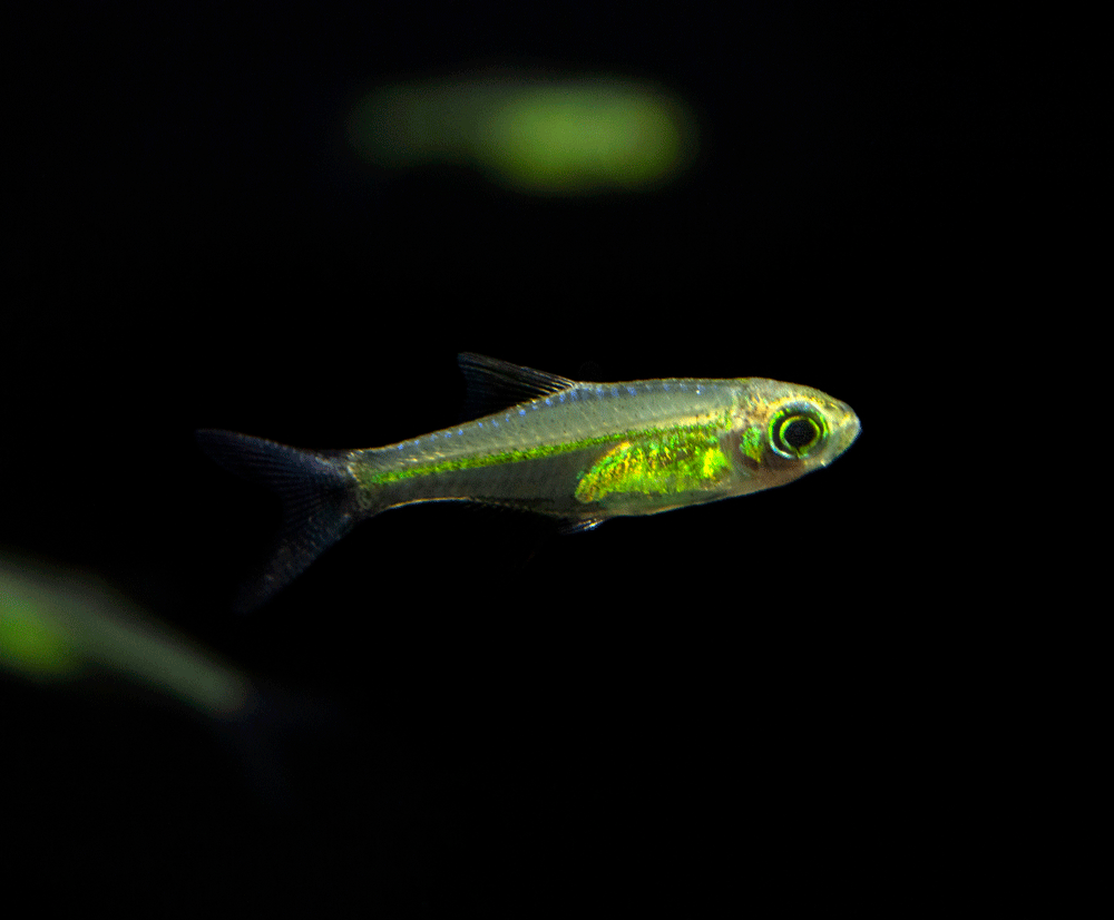 Green Kubotai Rasbora